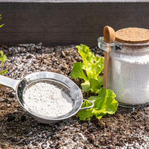 A jar of diatomaceous earth on top of soil with diatomaceous sprinkled on it