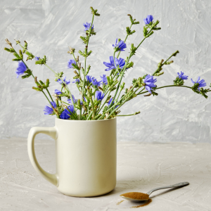 A white mug filled with chicory flower stems next to a metal spoon filled with chicory powder