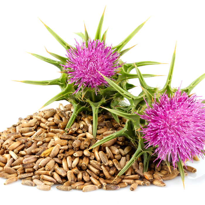 A pile of milk thistle seeds with milk thistle plant on top and a white background