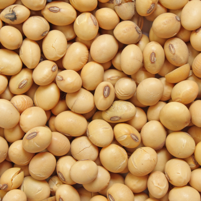 Organic soy beans