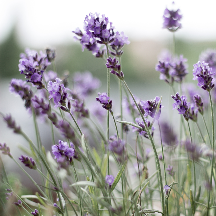 Lavender flowers in a field