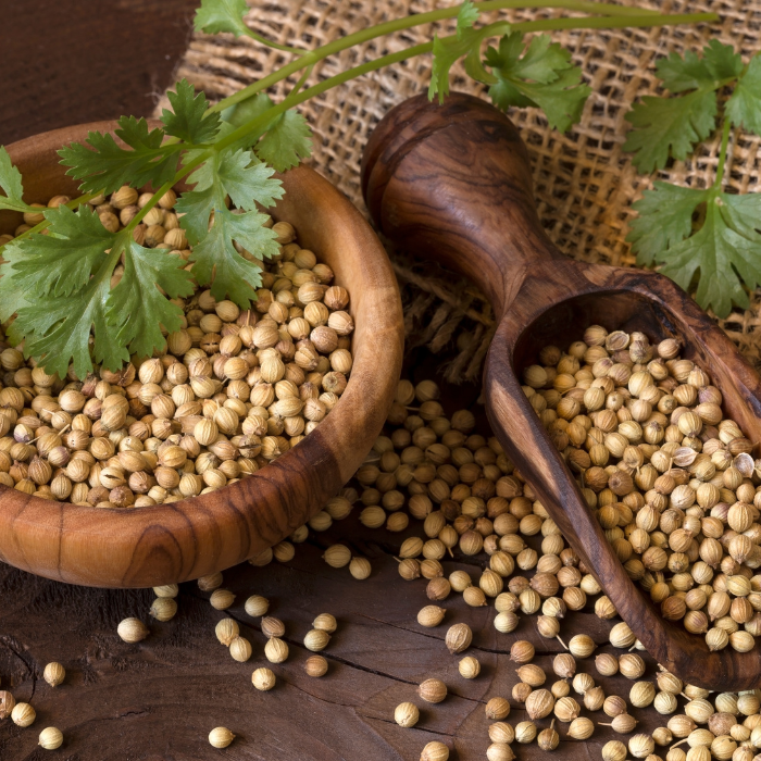 Corianders seeds in a wooden bowl and wooden scoop on top of burlap fabric with a parsley sprig