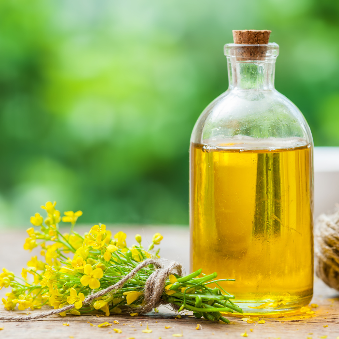 Canola oil in a glass bottle next to canola flowers tied up in twine