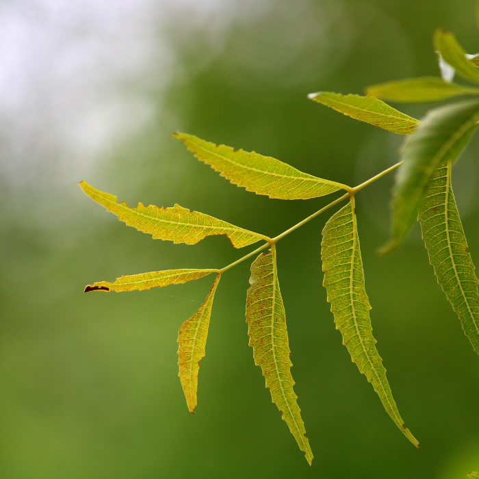 Neem plant with blurred background