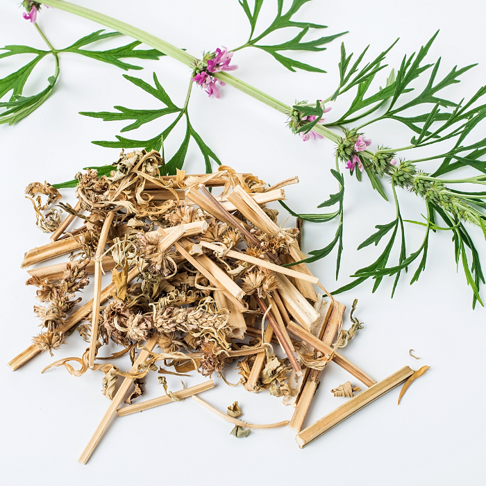 Dried motherwort next to fresh motherwort on a white background