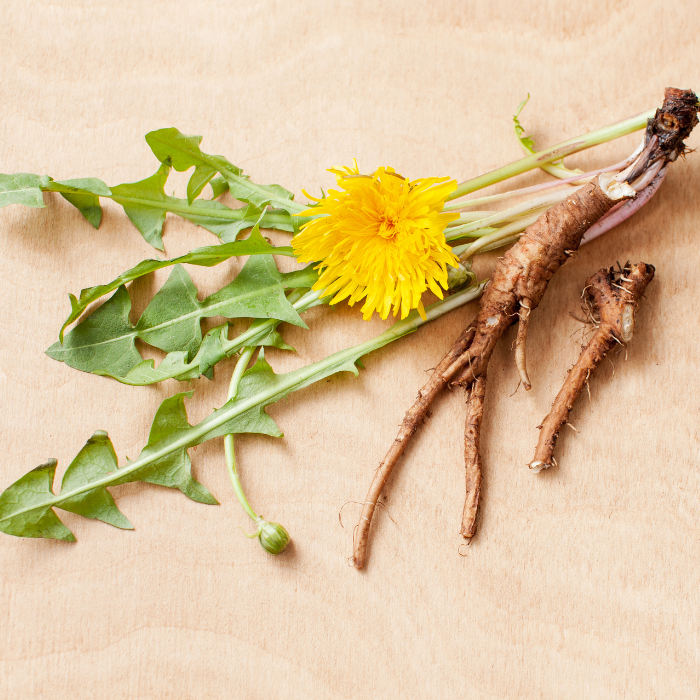 Dandelion root next to a freshly picked dandelion and its leaves