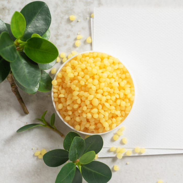 Candelilla wax in a white bowl next to the candelilla plant on a white background