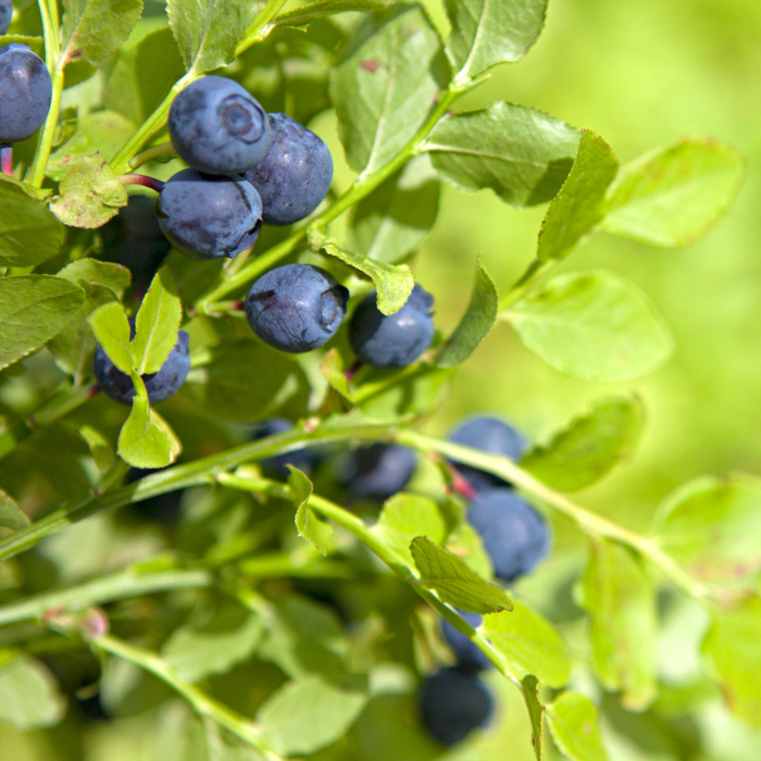 A blueberry bush with a blurred green background